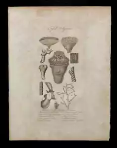 Fossile de CORAUX DE MER CORAIL gravure estampe tirée des oeuvres de Cuvier 1829 - Imagen 1 de 1