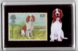 Acryl Kühlschrankmagnet neuwertig GB Briefmarke Walisisch Springer Spaniel Hund Unikat - Bild 1 von 1