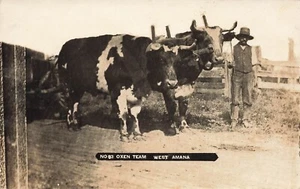 LP49 West Amana Colonies Iowa Oxen Team 1910 RPPC Postcard - Picture 1 of 2