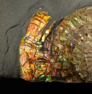 Schillernder Ammonit Fossil Caloceras johnstoni Jura Fossilien UK Ammolith UK - Bild 1 von 8