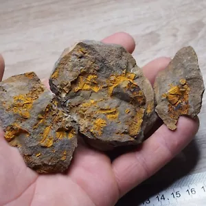Rhombiferan Cystoid Fossils Echinoderm Ordovician - Picture 1 of 6