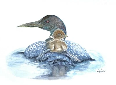 Pintura Original Acuarela Pato Común Loon Nature por Liz Altin  Foto 1 de 4