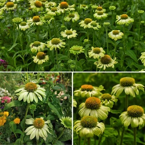 Echinacea Plant Coneflower Purpurea Prairie Blaze Green Flowering Garden Shrub - Picture 1 of 7