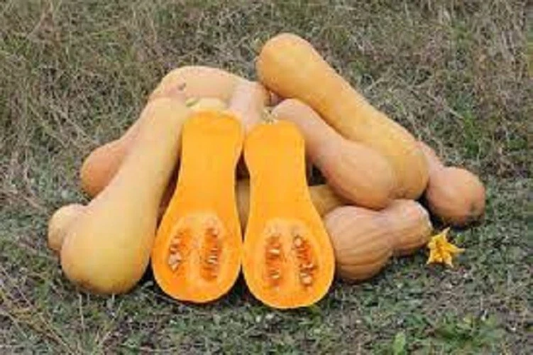 Calabaza de invierno Waltham Butternut Premium - Semillas frescas de reliquia más populares de la historia Foto 1 de 1