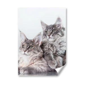 A5 - Fluffy Maine Coon Kitten Cat Print 14,8x21cm 280gsm #15729 - Bild 1 von 7