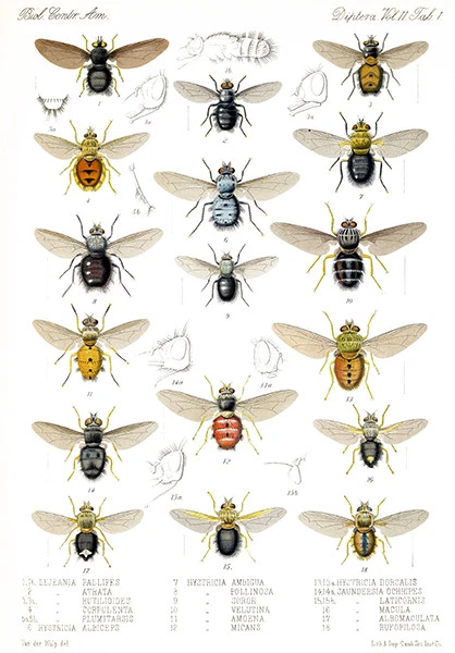 Flies - Diptera - 1888 - Illustration Poster - Image 1 of 1
