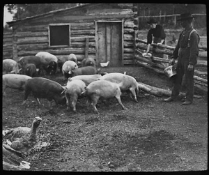 PIGS AND GEESE ON FARM CANADA C1913 Magic Lantern Slide PHOTO FARMING - Picture 1 of 3