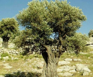 10 Olive Tree Fresh Cuttings From Holy Land + Olive Leaf as Gift - Picture 1 of 3
