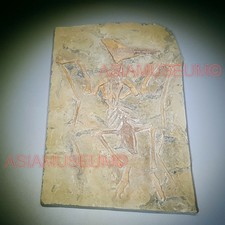 Dinosaur Fossil Pterosaur Flying Bird Reptile Jurassic World Bone Teeth Claw Pv