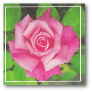 Red Rose Sympathy Card with Bible Text Isaiah 30:15 - EB8449 - Picture 1 of 1