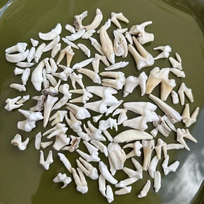 Lote de 100+ Dientes de Animales Molar Premolar Incisivo Diente Taxidermia Artesanal Curiosidades Decoración Foto 1 de 4