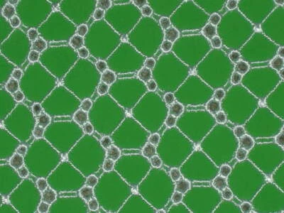 Tela verde LYCRA® tela bordada ojales belleza única 4 vías 43" de ancho por comprar Foto 1 de 4