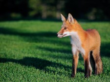 Photo, wallpaper digital picture free worldwide email delivery, Canadian red fox