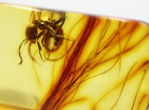 Baltic Amber with Ant and Large BUNCH of MAMMALIAN HAIR - Picture 1 of 9