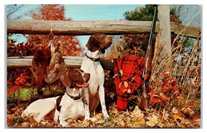Hunting Scene Bird Dogs Pheasant Gun A Successful Shoot in Autumn Postcard - Picture 1 of 2