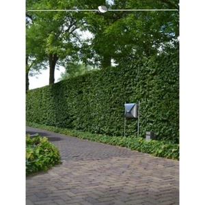 Rotbuche 175-200 cm. 450 Buchen. Die Buchenhecke kaufen Sie hier | BESTSELLER - Bild 1 von 2