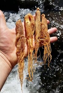 Korean Red Ginseng Root | 6 year Whole roots | Ships from USA | Premium Grade