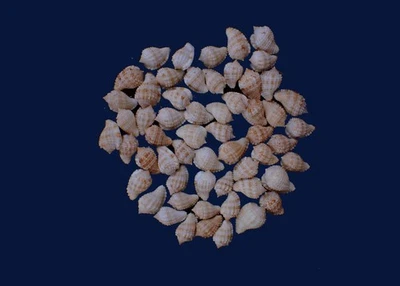 Tatskieshells- sea SHELLS MORUM WATANABI  57-pcs 26-36-m.m. - Image 1 of 2