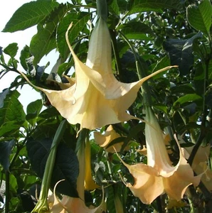 SAMEN Blumensamen gelbe Engelstrompete frische Samen frisches Saatgut Balkon - Bild 1 von 1