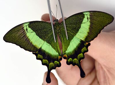 Papilio Palinurus Daedalus Male A1  Philippines   (JUIN 2022 Série 1) • 5.50€