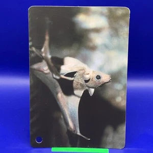 Animal Card Mammalian 4.25 x 2.75 Inch Made in Japan Japanese JP #60 - Picture 1 of 8