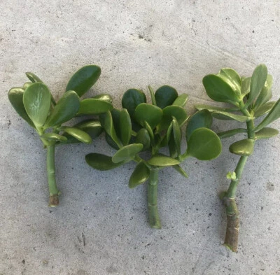 3 plantas de jade planta viva de corte fresco sin raíces listas para plantar Foto 1 de 4