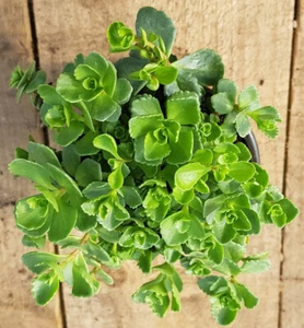 Sedum spurium - Picture 1 of 2