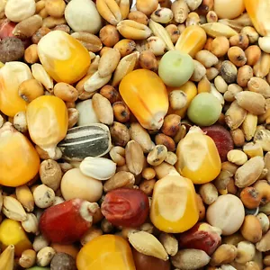 Gladen Zucht & Mauser Taubenfutter 25kg - Bild 1 von 1