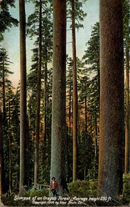 POSTKARTE BÄUME SZENE IN EINEM OREGON WALD - DURCHSCHNITTLICHE BAUMHÖHE 250 FUSS - 1910 - Bild 1 von 2