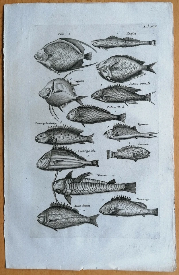 Merian/Johnston Original Kupferstich Fische (T32) Folio - 1657 - Bild 1 von 1