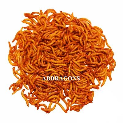 50 To 5,000 Live Mealworms All Sizes Free Shipping Or FedEx !! • 15.99$