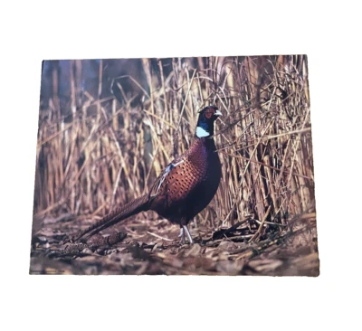 Lone Pheasant Bird Grassy Forest Wildlife Wonderland Graphics PH436 Poster Vint. - Image 1 of 4