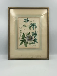 Ilustración botánica vintage 1938 enmarcada de flor de la pasión 14 pulgadas - Imagen 1 de 6