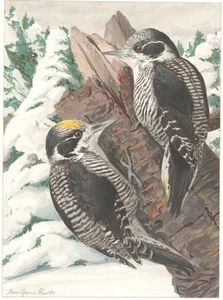 Original Early 1900s Louis Agassiz Fuertes Color Print White-Backed Woodpecker - Picture 1 of 2