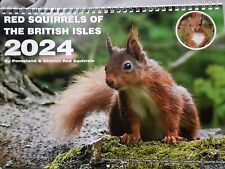 Red Squirrels of The British Isles 2024 calendar. Proceeds to PRS charity