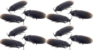1 Dozen Novelty Fake Cockroach Roaches Prank Joke Gag Gift
