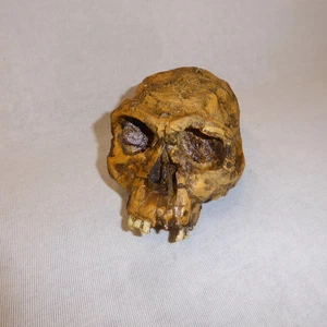 KNM ER 1813 Skull (HOMO HABILIS) Replica - Picture 1 of 3