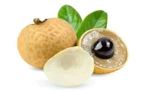 TROPICAL LONGAN PLANT-TUBESTOCK SIZE-FRUIT TREE-DWARF-TROPICAL GARDEN SHRUB - Picture 1 of 3