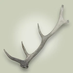 Naturally Shed Elk Antler Rack Single 5 Point Grade C 23" Long Rocky Mountain - Picture 1 of 22