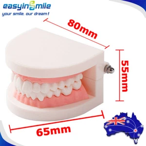1X Standard Teaching Tooth Model Dental Adult Typodont Demonstration Teeth Model - Picture 1 of 7