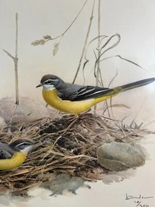 FARBLITHOGRAPHIE LIMITIERT 14/300 VÖGEL AM NEST GERAHMT 51x61cm LANSDOWNE - Bild 1 von 11