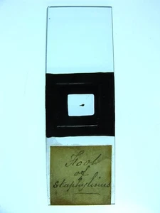 Antique microscope slide. Foot of Staphylinus. - Picture 1 of 2