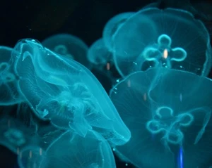 New Art Print Photo: Host of Jellyfish, Nature Outdoor Marine Animal Photograhy - Picture 1 of 5