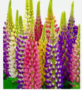 18 x Russell Lupin Mix Lupinus Polyphyllus PLUG PLANTS Hardy Perennial. Flower - Picture 1 of 3
