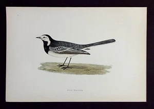 PIED WAGTAIL, ornitológico antiguo original, estampado de aves, MORRIS, 1895 - Imagen 1 de 2