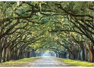 66"x96" - Large Self-Adhesive Tree-Lined Path Landscape Wall Mural Wallpaper - Picture 1 of 3
