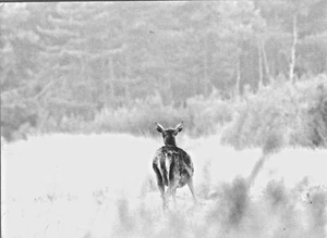 PHOTO DE CHASSE LE PANNEAUTAGE DU GIBIERS A CHAMBORD VERS 1985 - Imagen 1 de 3