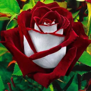 110 RARE RUBY ROSE SEEDS Garden Gift Flower Pearl White Red Tea Rose Planting - Picture 1 of 5
