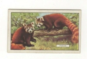 Animal cigarette card 1937 #17 Panda China - Picture 1 of 1