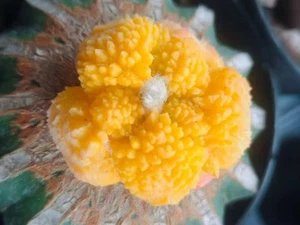 liveSucculent Plant Ariocarpus Fis Hybird 'Godzilla' Random Variegated G rafted - Picture 1 of 3